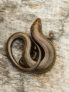 Coal Skink